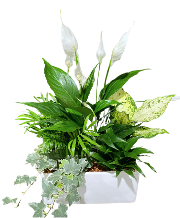 White Rectangle Peace Lily Planter House Plant in Newmarket, ON | FLOWERS 'N THINGS FLOWER & GIFT SHOP