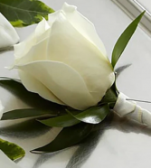 White rose Boutoneire  Boutoneire 
