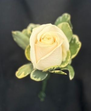 White Rose  Boutonniere