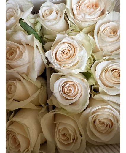 White Roses 