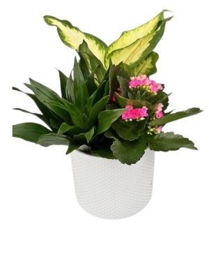 White Round Planter Plants