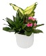 White Round Planter Plants