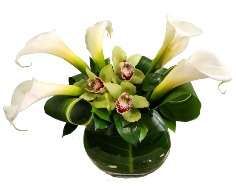 Category Image