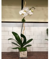 White Single Orchid Flowering Plant