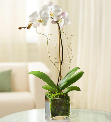 White single Phalaenopsis Orchid Orchid in Sunrise, FL | FLORIST24HRS.COM