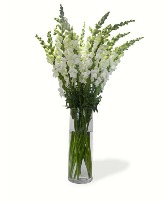 White Snaps White Snapdragons in a clear glass vase. Available in more colors