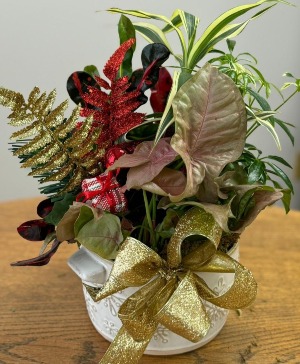 WHITE SNOWFLAKE DISH GARDEN  PLANT