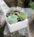 White Square Succulent Planter