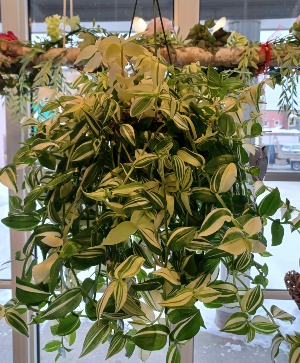 White Tradscantia  