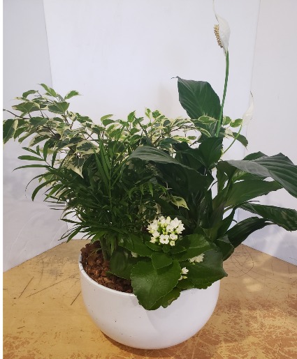 White Tropical planter Plants
