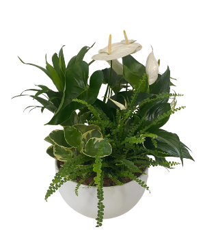 White Tropoical Sympathy Planter House Plant