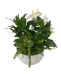 White Tropical Sympathy Planter House Plant