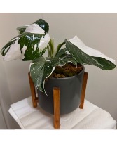 White Wizard Philodendron Plant