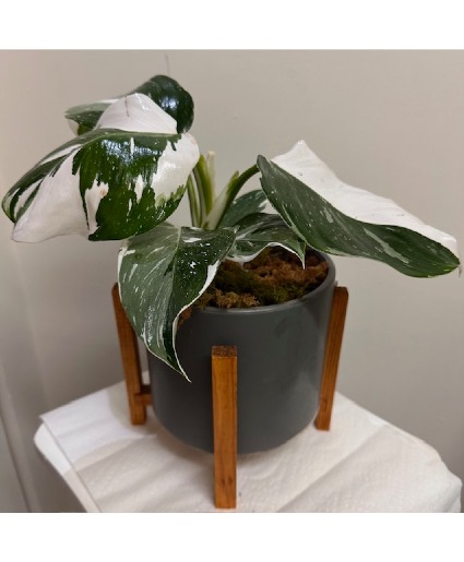 White Wizard Philodendron Plant