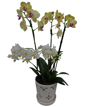 White + Yellow Orchid 