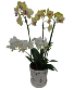 White + Yellow Orchid 