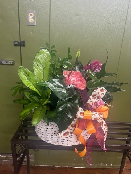 whitewash basket plants live plants