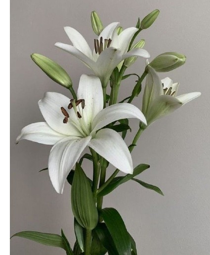 whitey Lilies  Lilies (Whites)