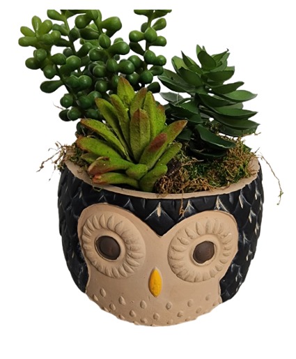 Who's My Favorite Permanent Succulent Garden