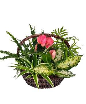 Wicker Basket Brown Oval House Plant