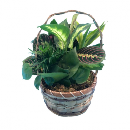 Wicker Basket or Ceramic  Dish Garden Assorted indoor plants