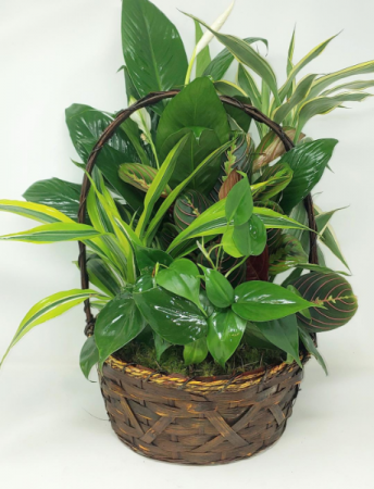 Wicker Dish Garden in a 10