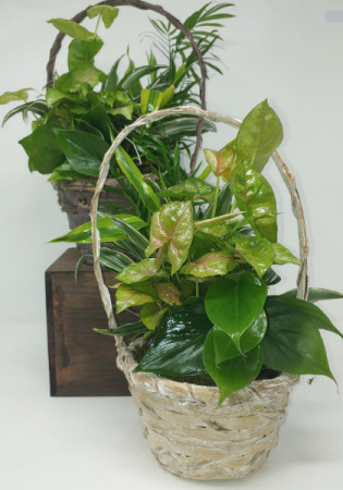 Wicker Dish Garden in a 6