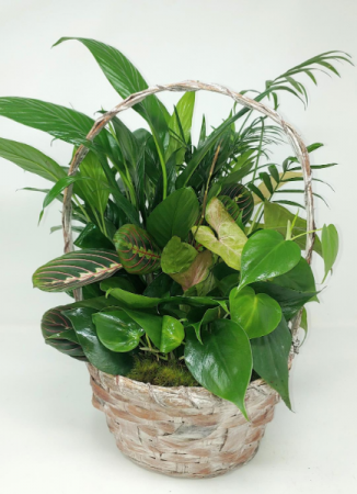 Wicker Dish Garden In an 8