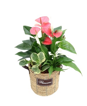 Wicker Planter Plants
