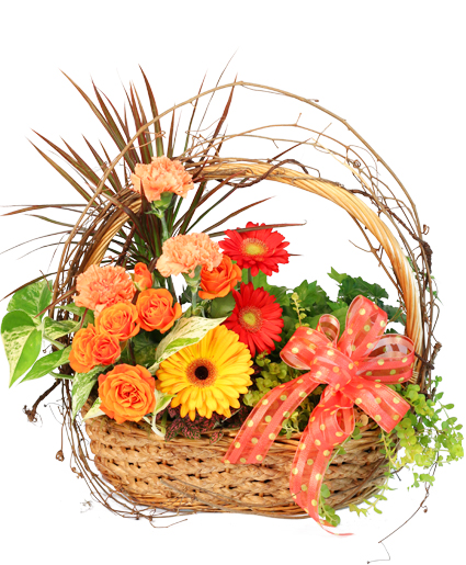 Wild Country Basket Flowering Plants