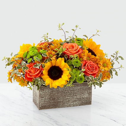 Window Box Collection