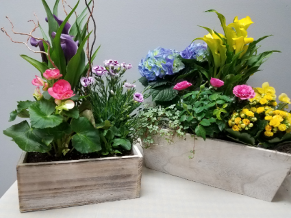 Window Box of Spring plants