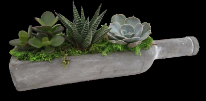 Wine Bottle Succulents Plant