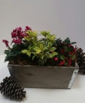 Winter Berry Box plants