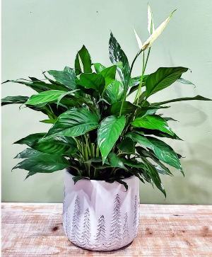 Winter Comfort Planter WCP