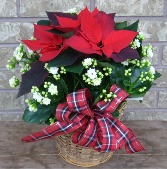 WINTER GARDEN PLANTER - KALSETTIA Indoor Blooming Plant