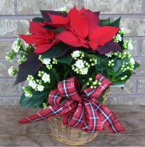 WINTER GARDEN PLANTER - KALSETTIA Indoor Blooming Plant