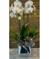Winter Orchid Elegance Christmas 