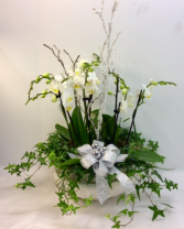 Winter Orchid Garden 