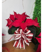 Winter Poinsettias Special  Flowering Plant