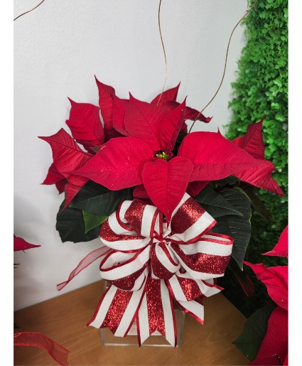 Winter Poinsettias Special  Flowering Plant