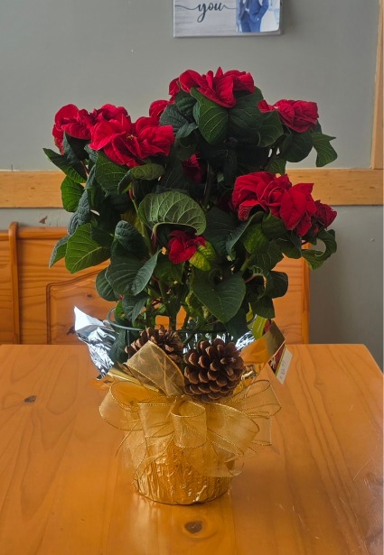 6in Red Winter Rose Poinsettia Plant
