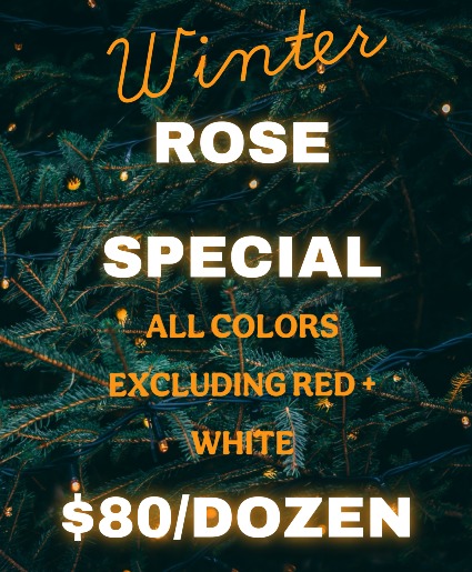 Winter Rose Special 