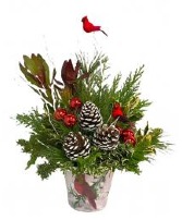 Winter Visitor Christmas Special