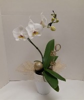 Winter White Orchid 