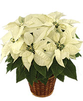Winter White Poinsettia Blooming Plant in Mckinney, Texas | Franklin's Flowers