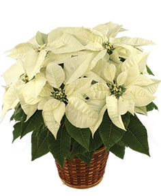 Winter White Poinsettia Blooming Plant