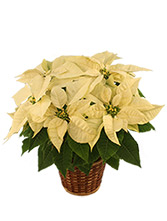 Winter White Poinsettia 