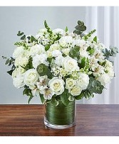 winter wonder  winter 