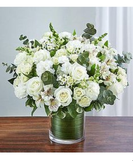 winter wonder  winter 